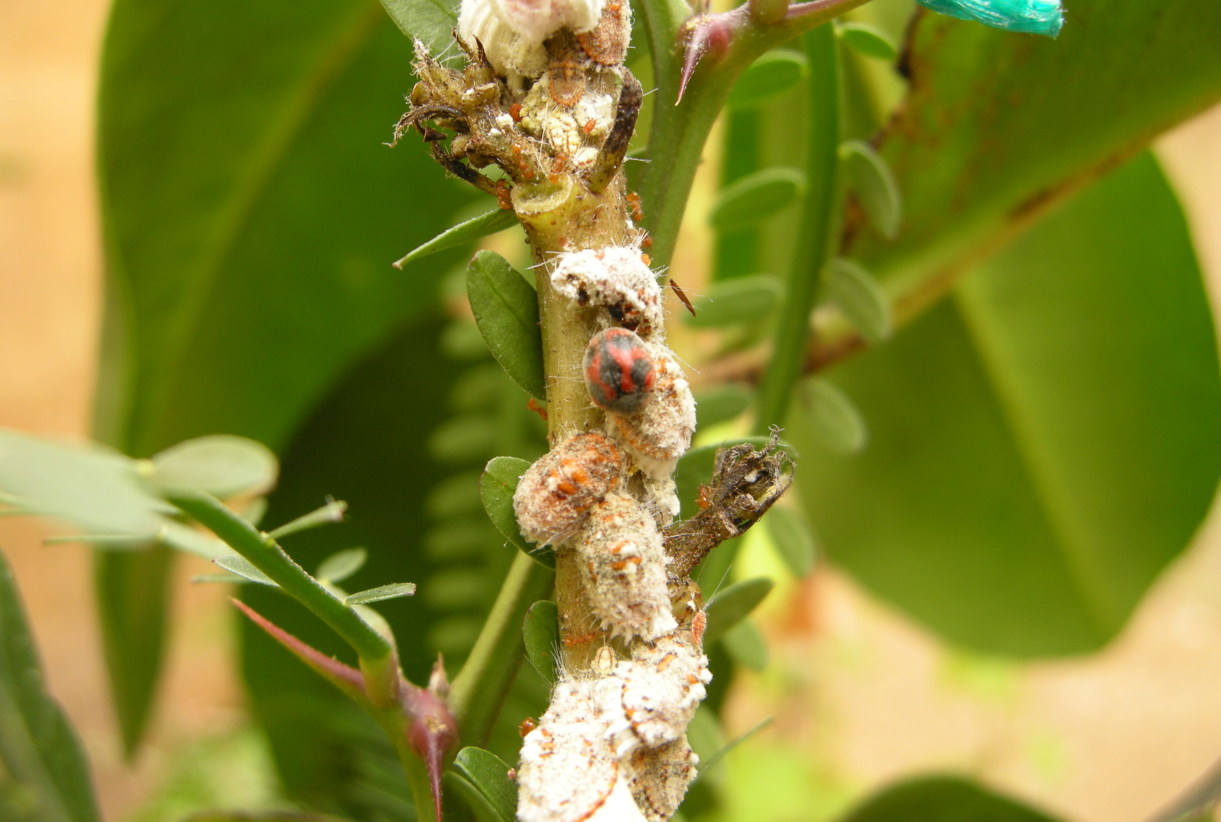 Adulto de Novius cardinalis sobre Icerya purchasi. Foto: M. Hoddle.